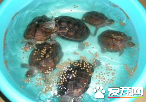 乌龟为什么会掉皮 巴西龟蜕皮可能得了腐皮病
