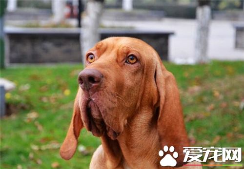 英国寻血猎犬的用途 可以用来追踪小偷