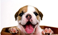 幼犬英国斗牛犬 如何饲养英国斗牛犬幼犬