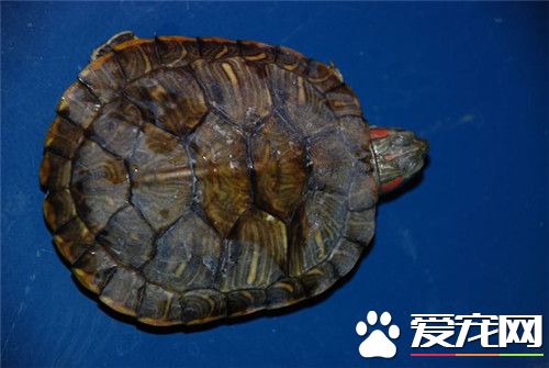 乌龟会淹死吗 长时间待在水里不呼吸会淹死