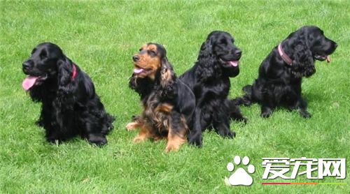 英国可卡犬爱叫吗 多准备一些喜欢的玩具