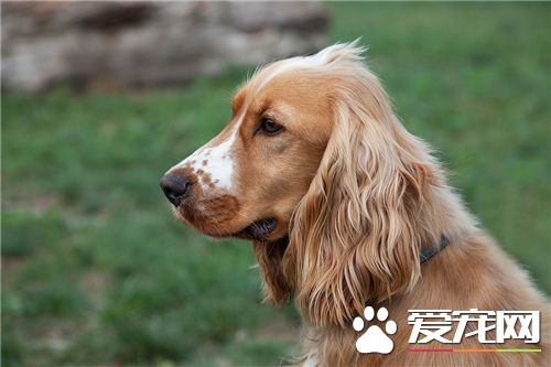 英国可卡犬体味程度 英国可卡犬有体味