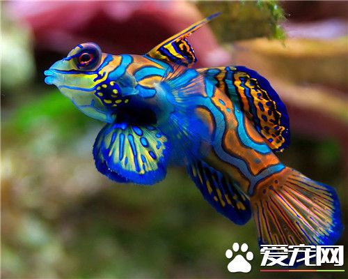 最好养的热带鱼 最适合新手的热带鱼介绍