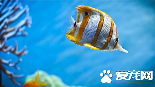 热带鱼冬天怎么养 需要调整喂食的时间