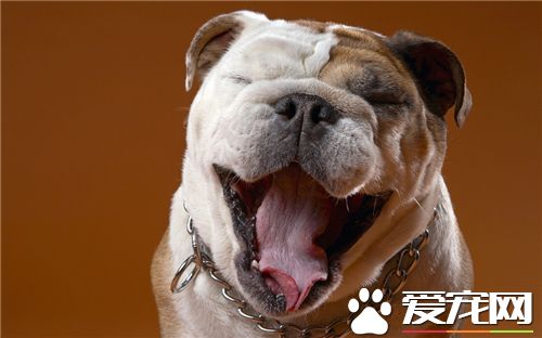 英国斗牛犬幼崽多少钱一只 一只在5000元左右