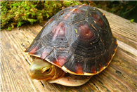 红面蛋龟怎么养 红面蛋龟的饲养注意事项