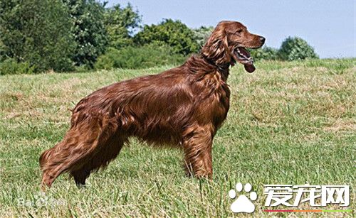 英国雪达犬价格 价格区间从900到20000的都有