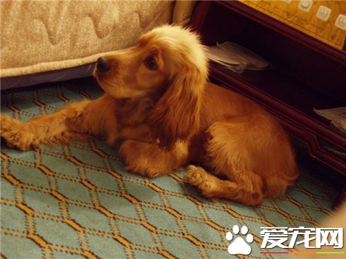 英国可卡犬多少度感冒 狗狗的正常体温为38~39.5度