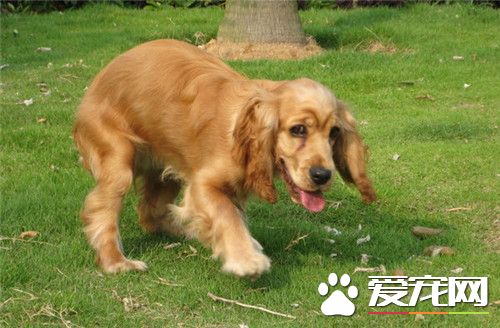 英国可卡犬的寿命 寿命一般都在12-15年之间