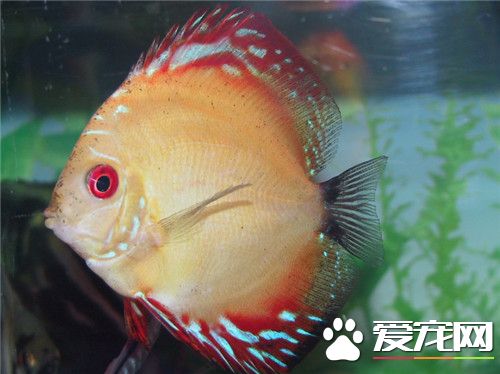 热带鱼什么鱼最好养 盲鱼是不错的选择