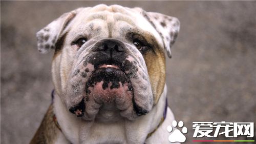 英国斗牛犬的训练 可以从单一的意识训练开始