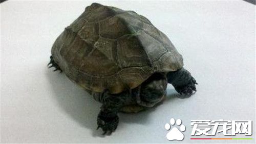 乌龟吃蚯蚓吗 日常要喂食新鲜鱼虾类食物