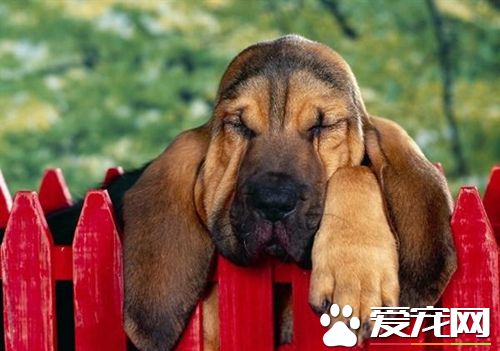 英国寻血猎犬价格 不同城市价格也不相同