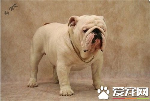 英国斗牛犬饲养经验 英国斗牛犬的喂养