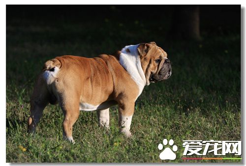 英国斗牛犬幼犬一天喂多少呢 一天4到5次