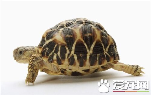 观赏龟多少钱 一元硬币大小的约5元左右