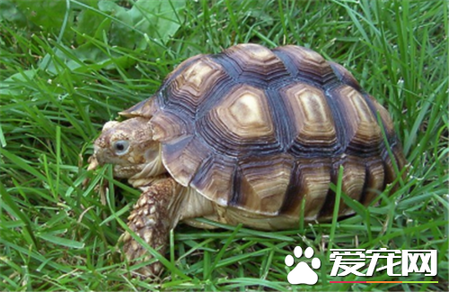 乌龟会饿死吗 乌龟数月不食也不致饿死