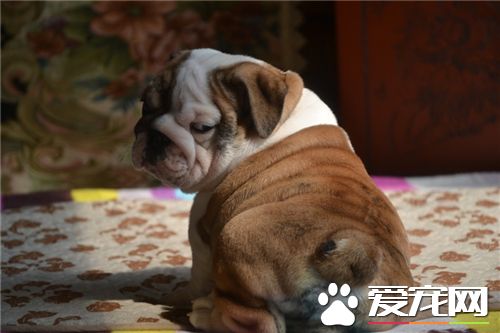 英国斗牛犬什么价格呢 家养犬一般800至3000元