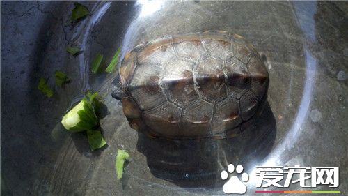 家养乌龟吃什么 乌龟最喜欢吃的食物是小鱼