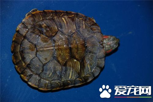 乌龟吃了又吐出来 宠物龟呕吐的原因