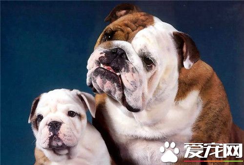 英国斗牛犬幼犬的饲养方法 发育的阶段注意事项