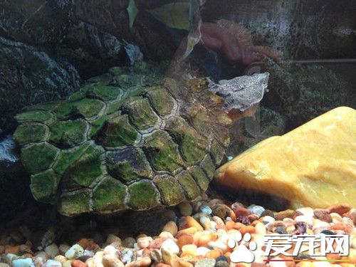 家中养龟好吗 龟五行属水养龟则有利其家财运