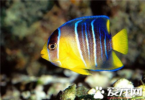 什么热带鱼好看又好养 小精灵是不错选择