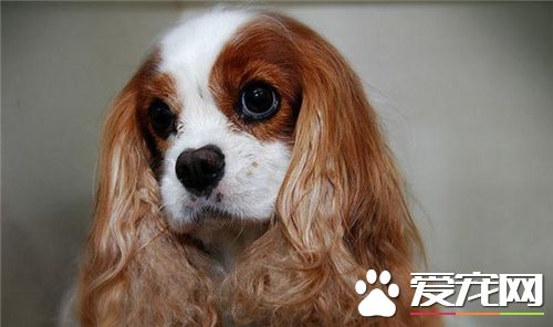 英国可卡犬价格是多少 普通的可卡犬2000到3000元