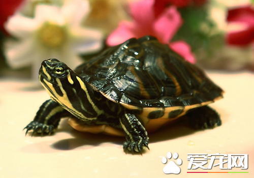 乌龟生病怎么治疗 对病龟来说要保持适当的温度