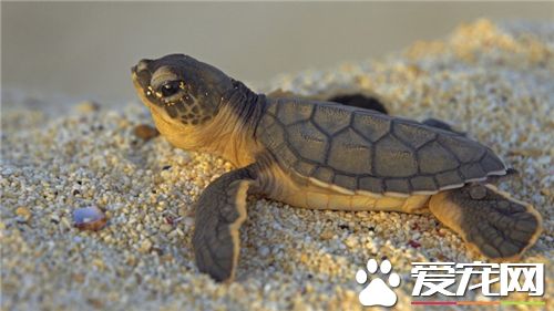 家庭养什么龟好 最常养的就是巴西龟