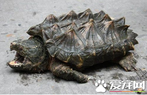 乌龟嘴烂了怎么办 乌龟常见的病症有哪些