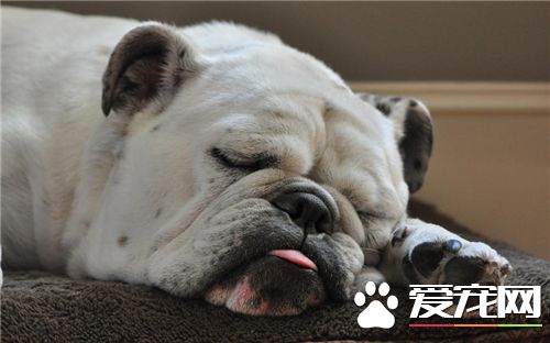 英国斗牛犬怎么饲养训练 训练要越早开始越好