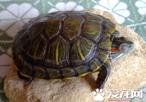 为什么乌龟不能吃 乌龟的营养价值是很高的