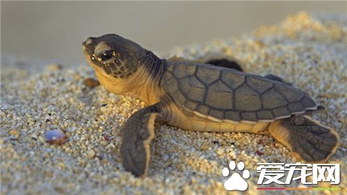 冬天怎么养龟 平时养龟该注意的问题