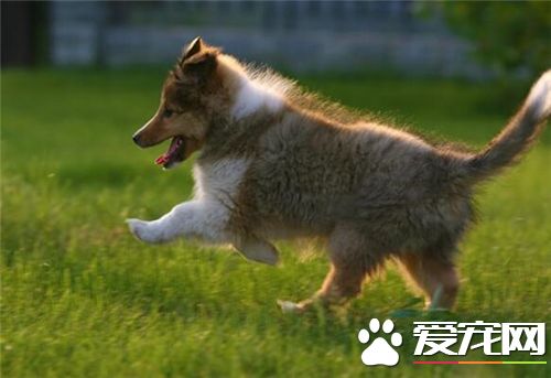 幼喜乐蒂牧羊犬价格 价格一般都是在千元左右