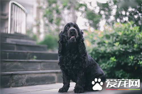 英国可卡犬吃什么狗粮 根据狗狗的口味来选择
