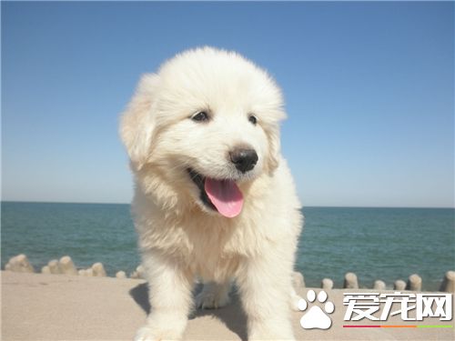 幼犬大白熊犬价格 几百元到几千元的价格都有