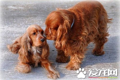 英国可卡犬背长 英国可卡犬公犬高40.6到43厘米