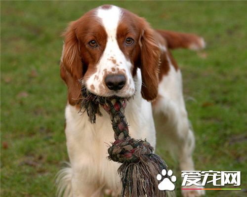 英国史宾格犬价格 一般家养的只需要1000元