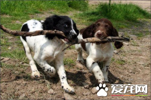 英国史宾格犬多少钱 普通的大概1500元左右