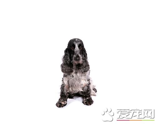 英国可卡犬怎么驯养 应当用亲切的言行予以表扬