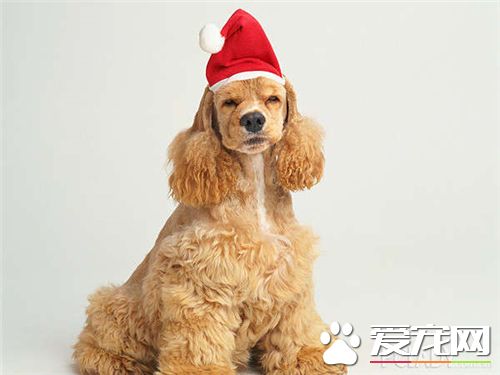 英国可卡犬一只多少钱 价格在300到1000不等