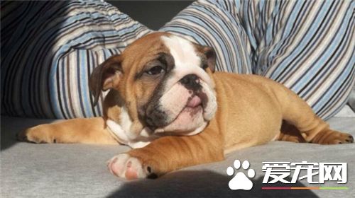 英国斗牛犬一次生几个 按一年一窝算6窝左右