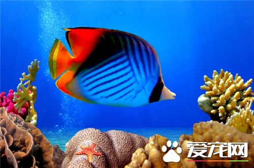 热带鱼加热棒价格 热带鱼加热棒价格介绍