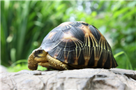 辐射龟好养吗 辐射龟还是比较好养的宠物龟