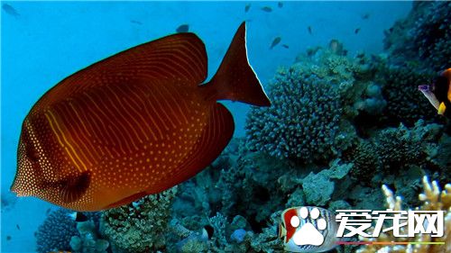 养热带鱼的注意事项 饲养热带鱼的小技巧