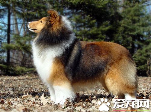 训练喜乐蒂牧羊犬 训练时要给爱犬套上狗绳