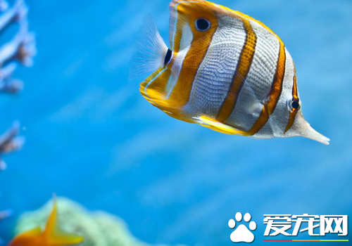 热带鱼白点病预防 热带鱼白点病怎么防治