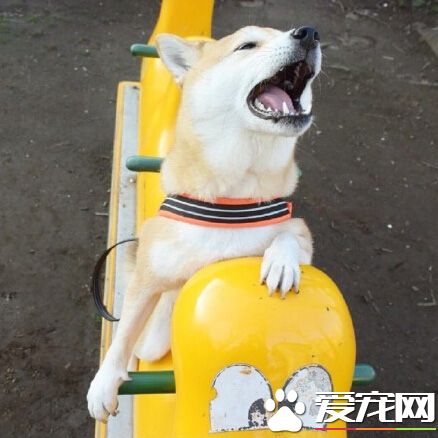 驾~马儿给我快点跑！我要回汪星