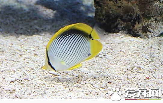 热带鱼感冒了怎么办 要尽量地保持水温的恒定